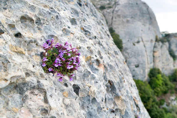 Veilchenblüten wachsen auf dem Felsen — Stockfoto