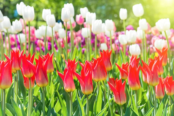 Området för tulpaner med blommor — Stockfoto