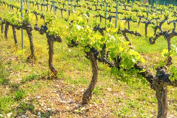 Rangées de raisins dans un vignoble — Photo