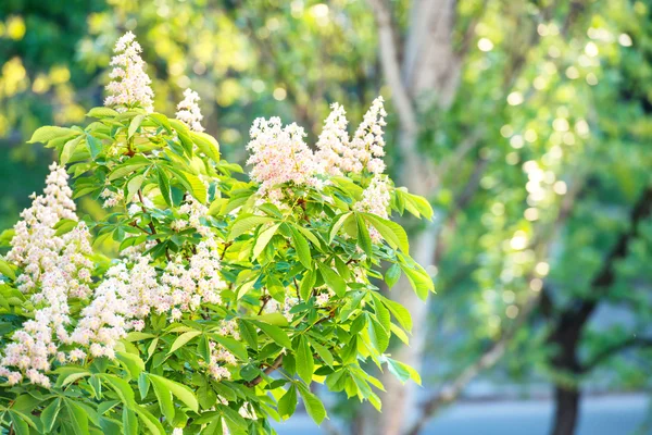 Castagno fiorito in fiori — Foto Stock