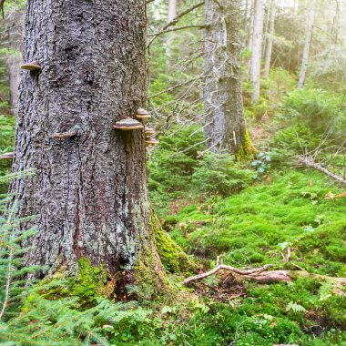 Yeşil çim büyük ağaçlar altında 