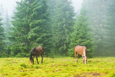  otlatma vahşi çalışan atlar