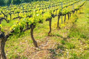 satır içinde bir üzüm üzüm