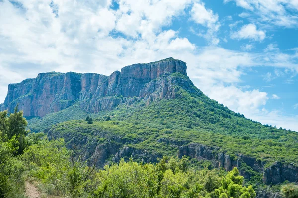 Grüner Berg mit Wald — Stockfoto