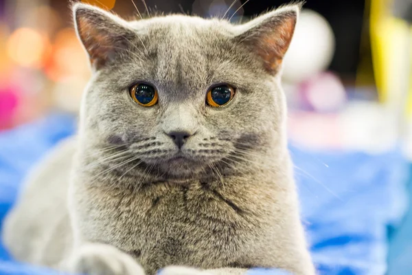 Adorable britan gray cat — Stock Photo, Image