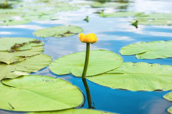 Жовта квітка-вода лілія — стокове фото
