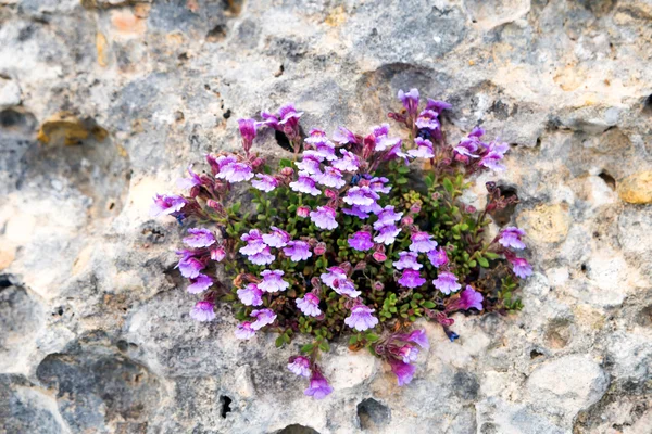 Фиолетовые цветы растут на скале — стоковое фото