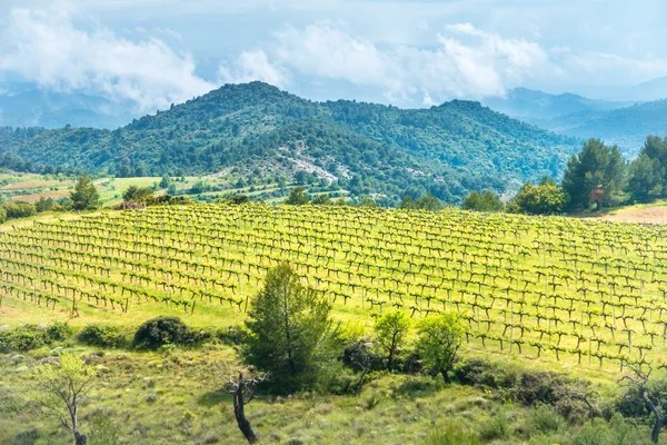 Weinberg mit Bergen im Hintergrund — Stockfoto