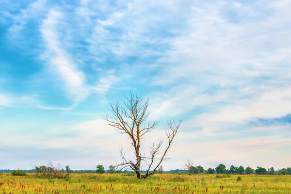 Tramonto sugli alberi sul campo — Foto Stock