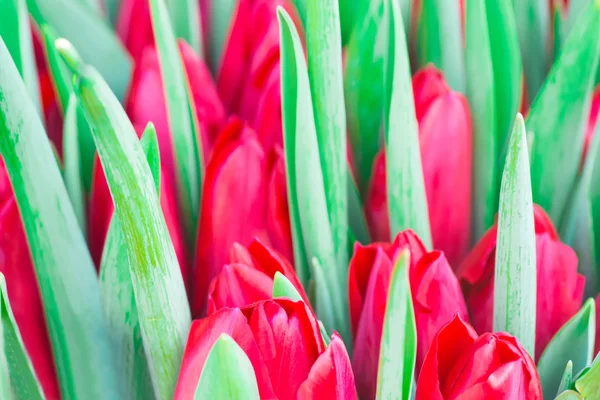 Tulipanes frescos coloridos — Foto de Stock