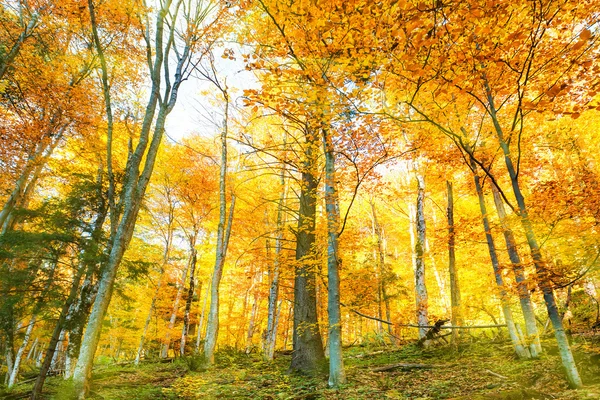 Autumn in the forest with yellow trees — Stock Photo, Image