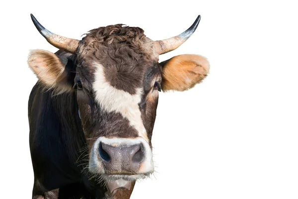 Cow from a farm — Stock Photo, Image