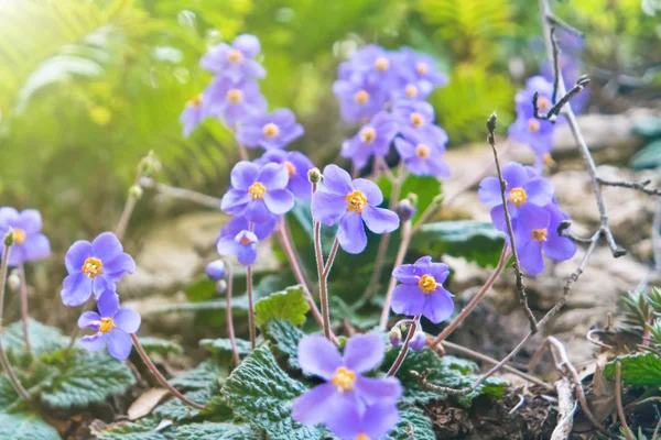 Fleurs sauvages violet — Photo