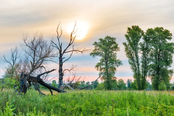 Coucher de soleil sur les arbres sur le terrain — Photo