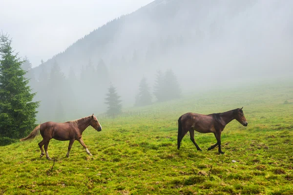 Dvě divoké běžící koně — Stock fotografie