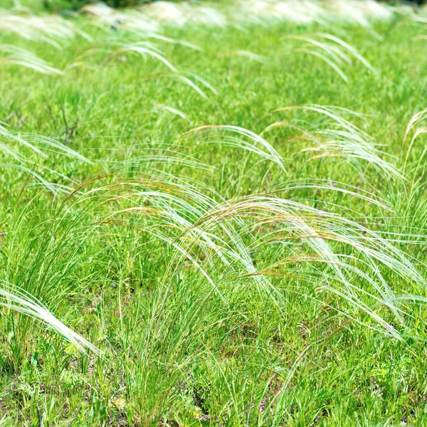 Campo de grama de penas — Fotografia de Stock