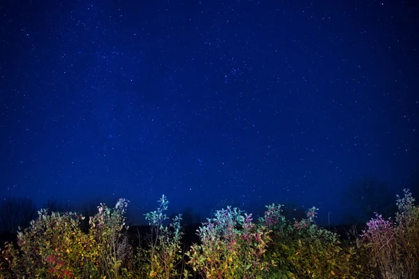 Floresta de outono sob céu escuro azul — Fotografia de Stock