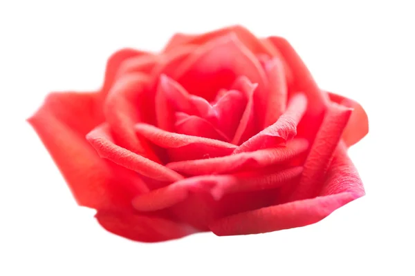 Rosa rossa-fiore romantico — Foto Stock