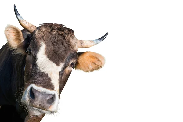 Vaca de aspecto loco y divertido —  Fotos de Stock