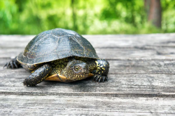 Big turtle on old wooden desk — Stock Photo, Image