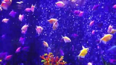 Mavi sularda renkli tropikal balıklar, su altında deniz yaşamının arka planında olduğu gibi. 4K görüntü klibi