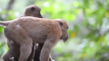 İki erkek vahşi maymun, yeşil tropikal ormanda ağaçlı bir kayanın üzerinde oturuyorlar. Tam HD video klibi