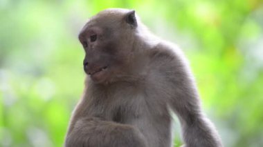 Ağaçlı yeşil tropikal ormandaki bir ağaçta oturan sevimli erkek vahşi maymun portresi. Tam HD video klibi