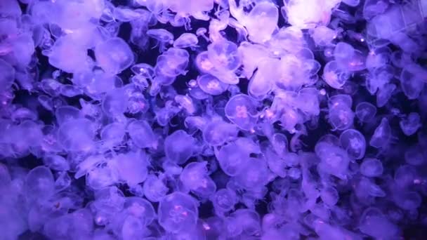 Many Jellyfishes Aurelia Aurita Blue Water Nature Sea Life Background — Stock Video