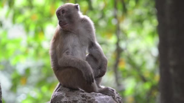 Portrait Male Cute Wild Monkey Sitting Tree Green Tropical Forest — Stock Video