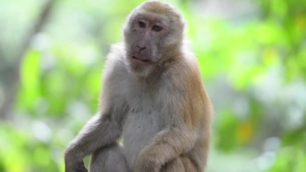 緑の熱帯雨林に木の上に座っているオスのかわいい野生の猿の肖像画 フルHdビデオクリップ — ストック動画