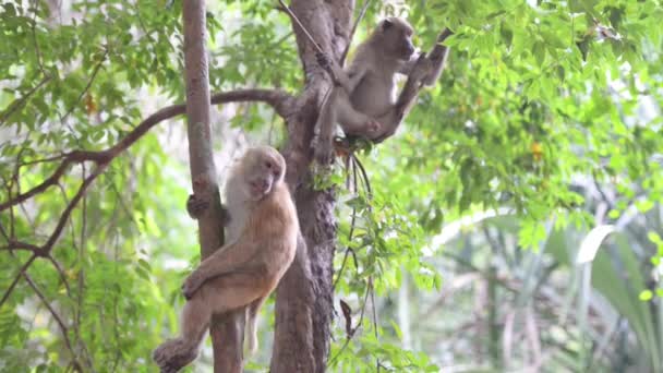 Dois Macacos Selvagens Masculinos Sentados Uma Árvore Floresta Tropical Verde — Vídeo de Stock