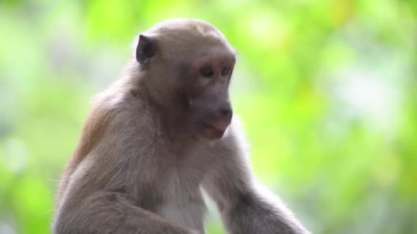 Portrait Male Cute Wild Monkey Sitting Tree Green Tropical Forest — Stock Video