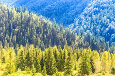 Mavi dağdaki güneşli çam ağacı ormanı