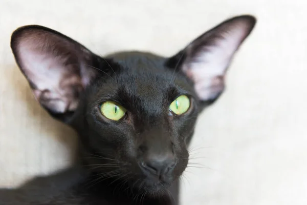 Purebred Svart Orientalisk Katt Med Gröna Ögon — Stockfoto