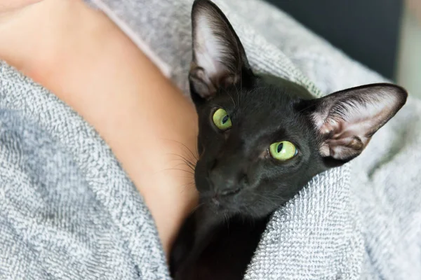 Black Oriental Cat Woman Staing Home Quarantine Cozy Lifestyle Home — Stock Photo, Image