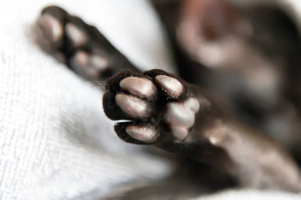 Black oriental cat paws. Two macto paws of black cat