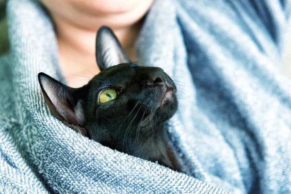 Black Oriental Cat Woman Staing Home Quarantine Cozy Lifestyle Home — Stock Photo, Image