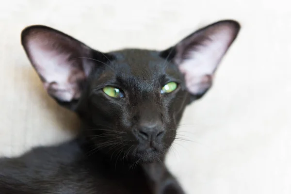 Pura Raza Negro Oriental Gato Con Verde Ojos — Foto de Stock