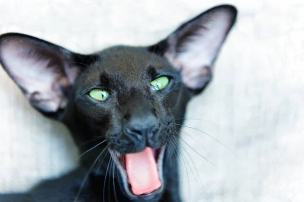Pura Raza Negro Oriental Gato Con Verde Ojos Bostezando Sonriendo —  Fotos de Stock