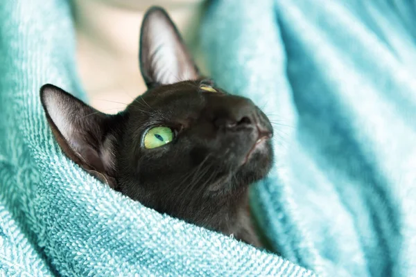 Czarny Orientalny Kot Kobieta Domu Podczas Kwarantanny Przytulny Styl Życia — Zdjęcie stockowe