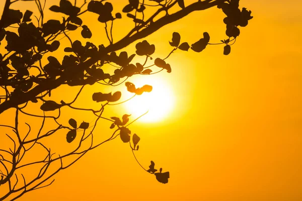 Tree branches through sunset sun, summer sunset landscape