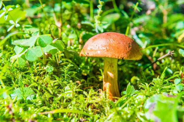 森の中の苔と緑の草のキノコの真菌のボレトス — ストック写真