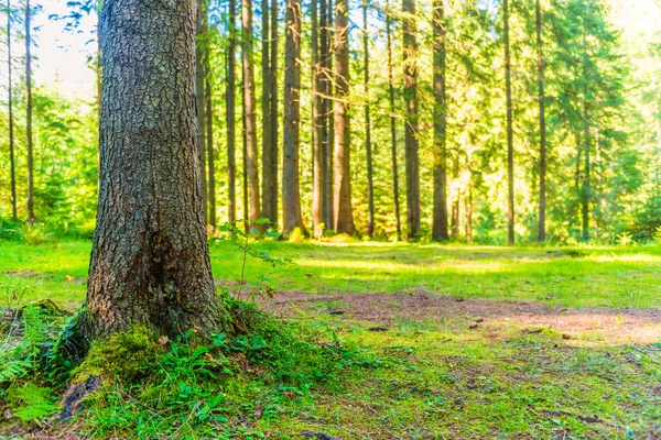 Μεγάλο Δέντρο Καταπράσινο Πευκοδάσος Λαμπερές Ηλιαχτίδες — Φωτογραφία Αρχείου