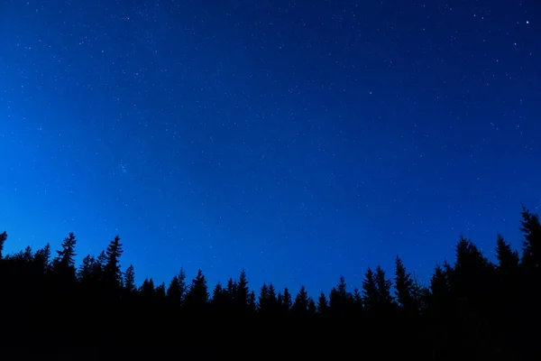 밤하늘 아래있는 소나무들은 별들이 배경을 이루는 부드러운 방식으로 펼쳐져 — 스톡 사진