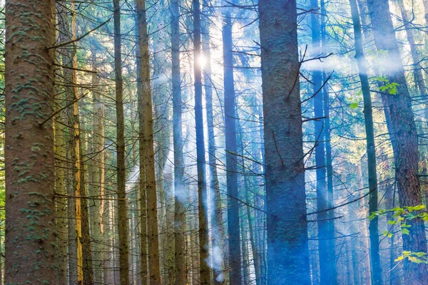 Bosque Con Pinos Verde Niebla Sol Pasa Través Árboles Brumosos —  Fotos de Stock