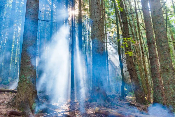 Forest Green Mist Pine Trees Sun Goes Foggy Trees — Stock Photo, Image