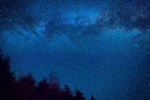 Bosque Pinos Paisaje Bajo Azul Oscuro Cielo Nocturno Con Muchas — Foto de Stock