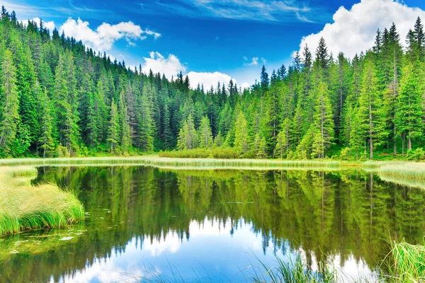 Blue Water Forest Lake Pine Trees — Stock Photo, Image