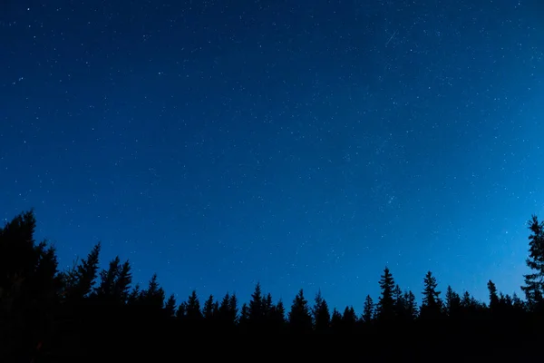 Skog Och Tallar Landskap Blå Mörk Natthimmel Med Många Stjärnor — Stockfoto