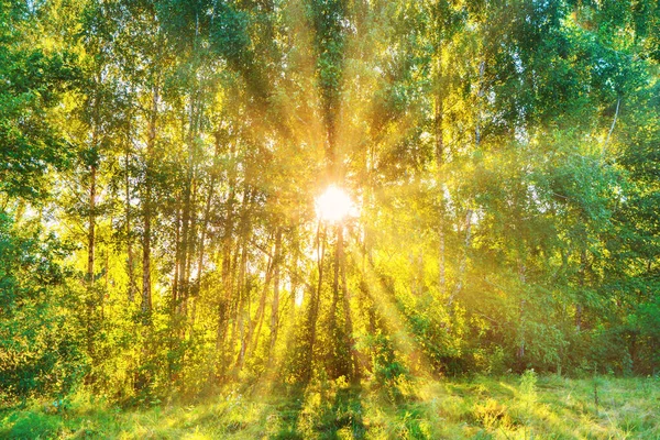 Green Forest Panoramic Landscape Sun Rays Light Shining Trees — Stock Photo, Image